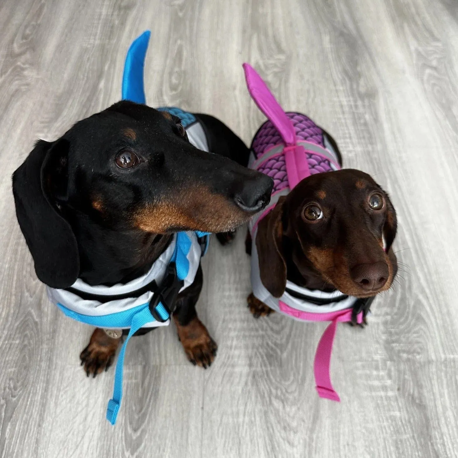 Shark Dachshund Life Jacket