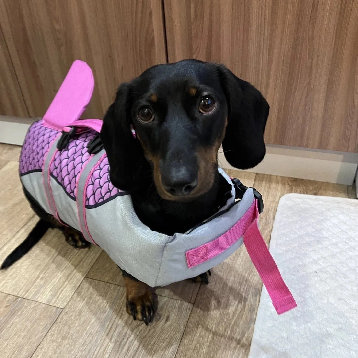 Shark Dachshund Life Jacket