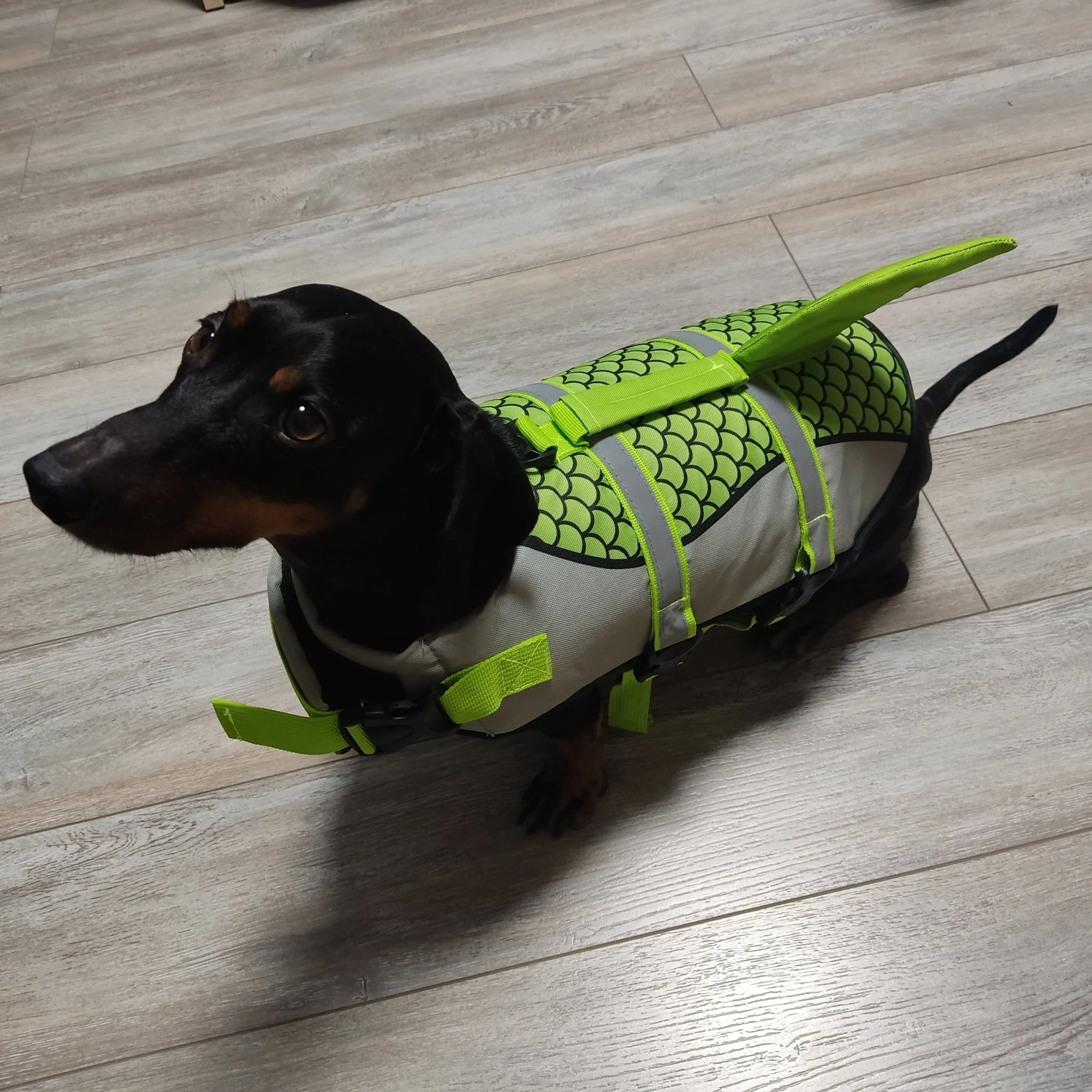 Shark Dachshund Life Jacket